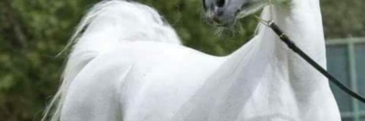 Almhra221's profile banner image