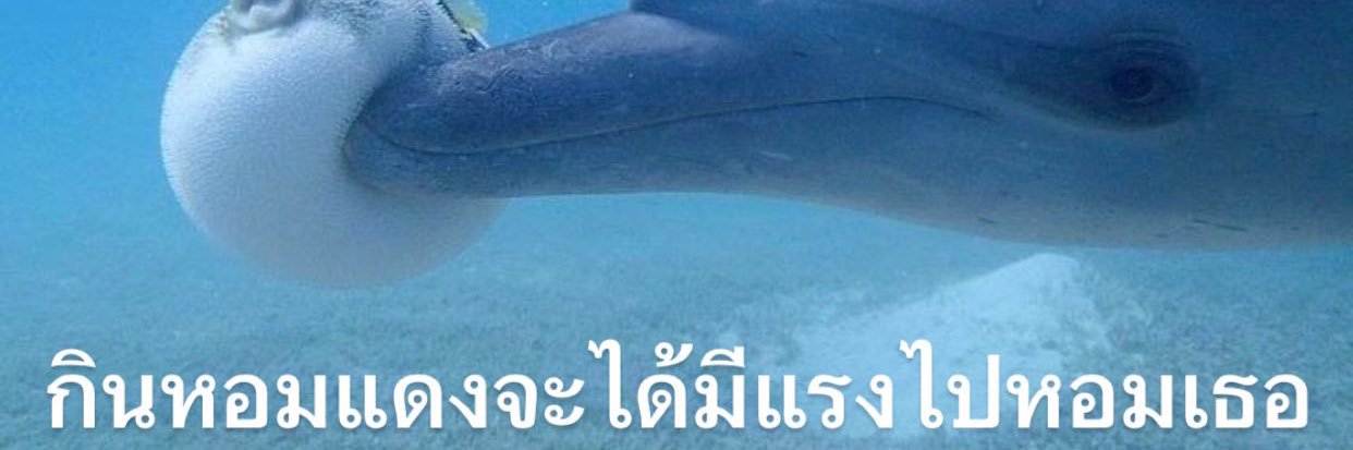 peachy_AK's profile banner image