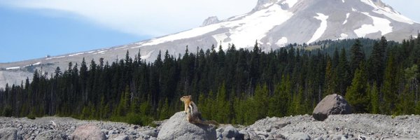 hellococomo Profile Banner