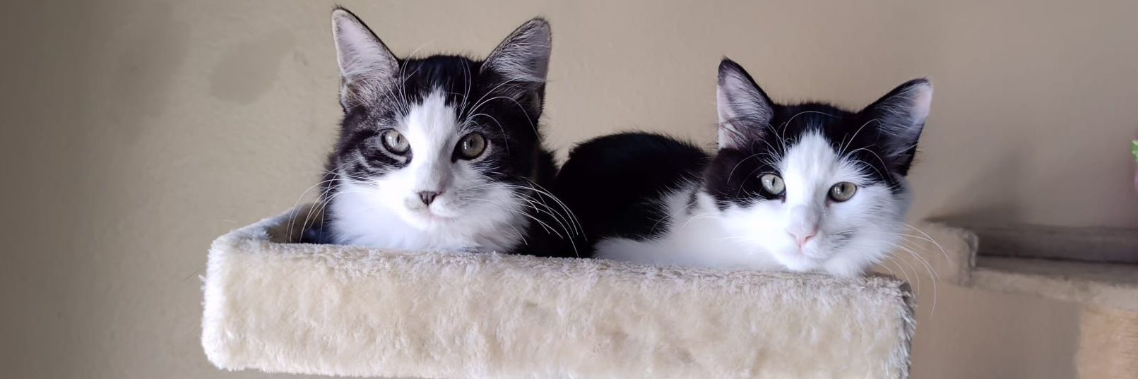 Alexis Palmer banner