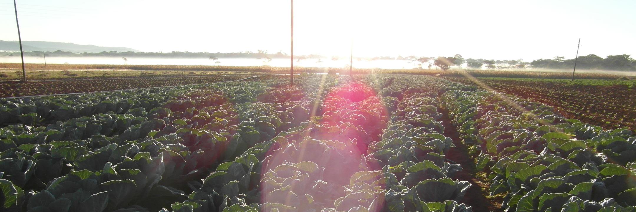 masterfarmer263's profile banner image