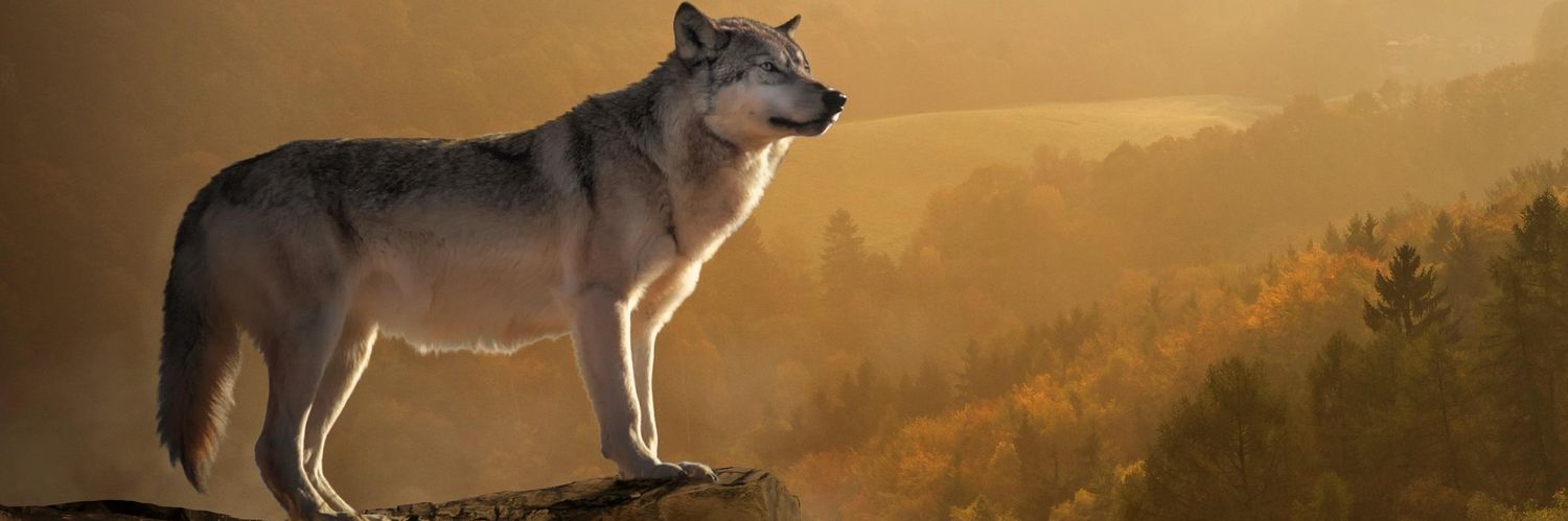 NoFearUnity's profile banner image
