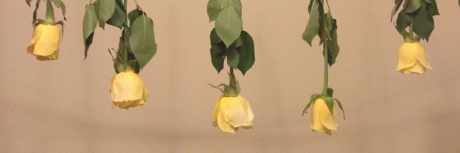 сладкая булочка-убийца banner