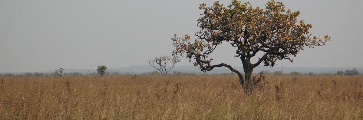 AfricanRabbit's profile banner image