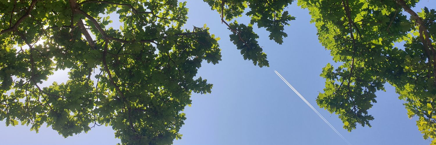 Catherine Silk banner