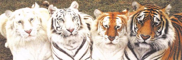 LillithTurner Profile Banner