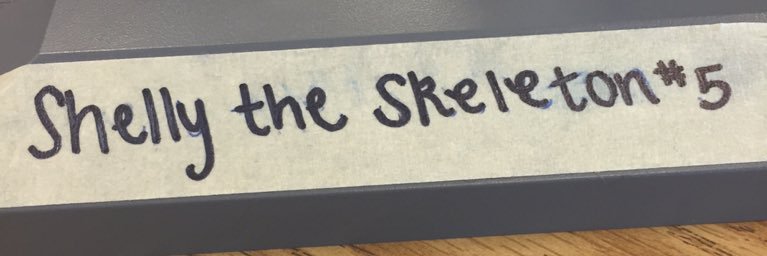 shellyskellyton's profile banner image
