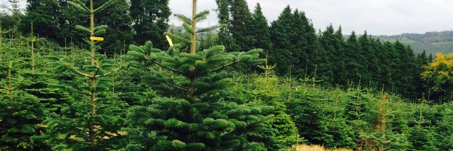 XmasCabin's profile banner image