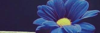 queen5001's profile banner image