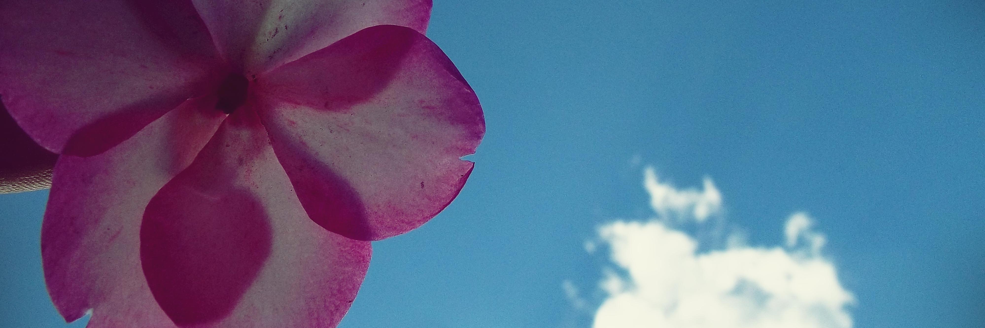 polly_fernandez's profile banner image