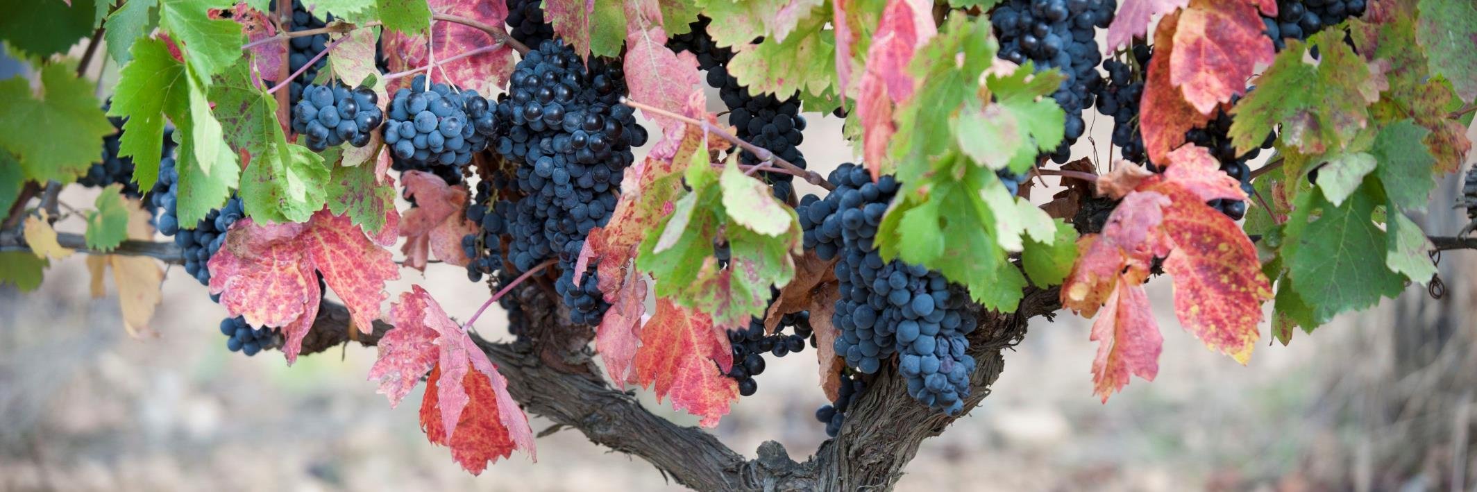 ChateauCastigno's profile banner image