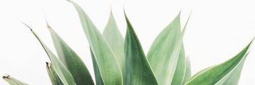 jenniferfortee's profile banner image