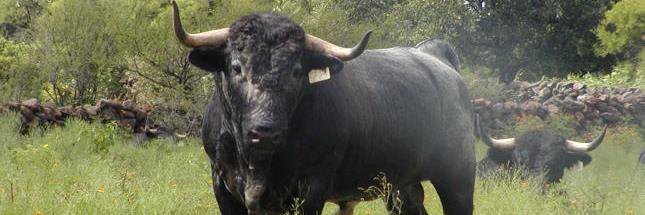 Amigos de TPT banner