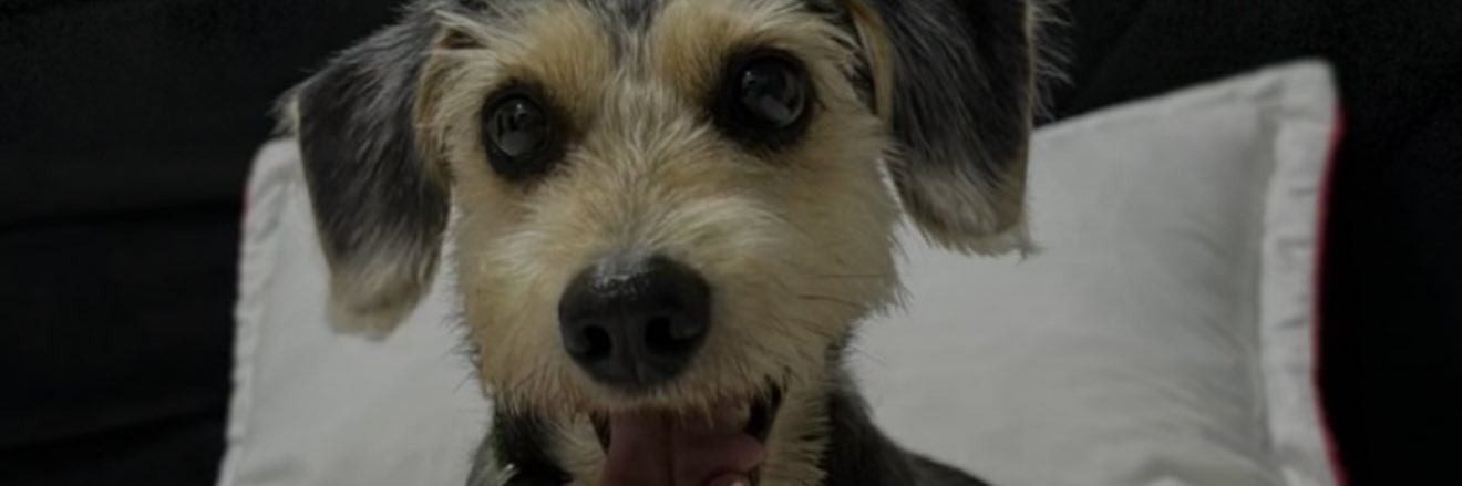 davidyaya1's profile banner image