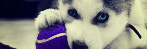 wahyuwp's profile banner image