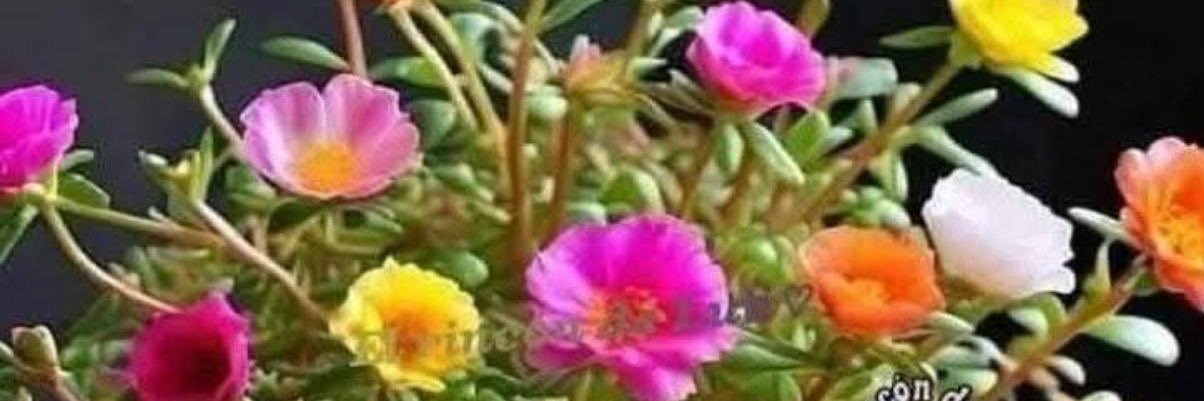 Ascensión Palomares banner