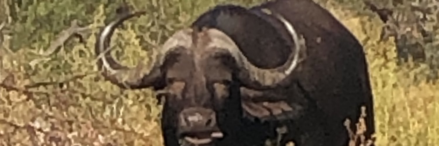 PeterMorland's profile banner image