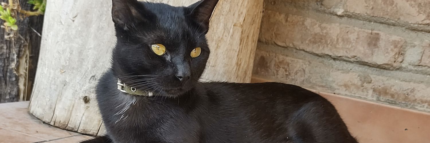 avvachiera's profile banner image