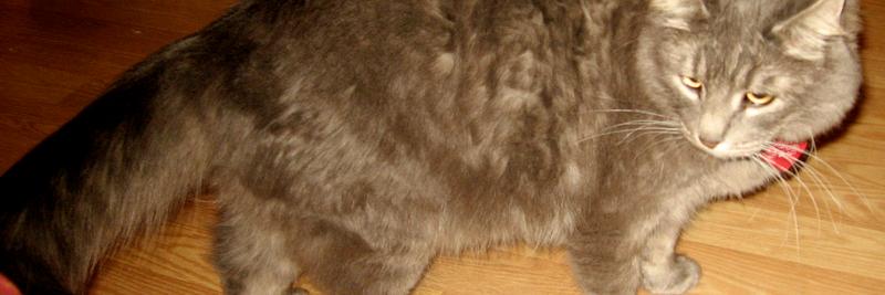 CaddytheCat's profile banner image