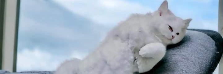 kitty_furbaby's profile banner image