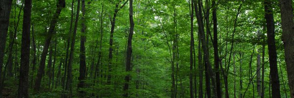 tree_nation Profile Banner