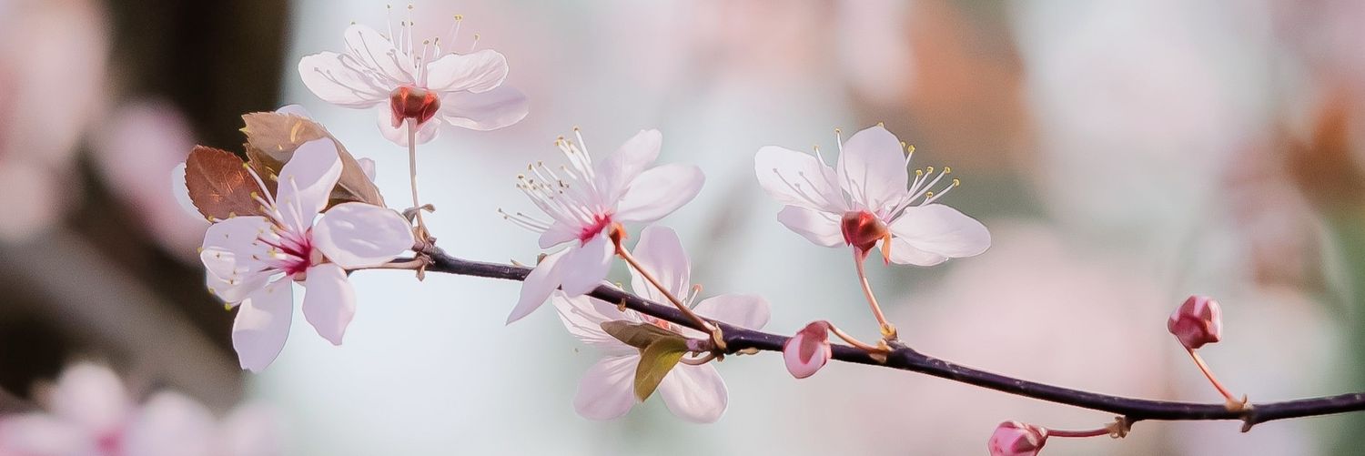 ninine82's profile banner image