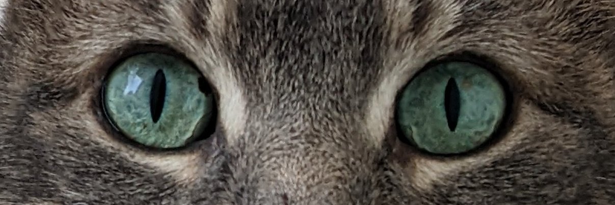 Davsrighthere's profile banner image