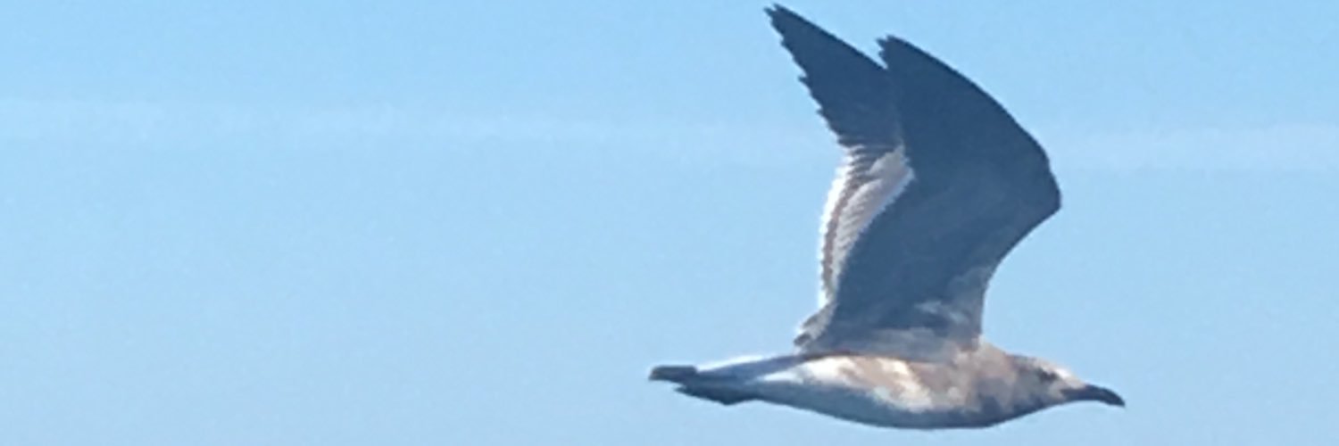 Luludewig's profile banner image