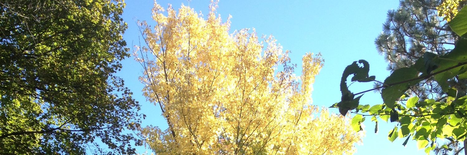 rasmusonilsson's profile banner image