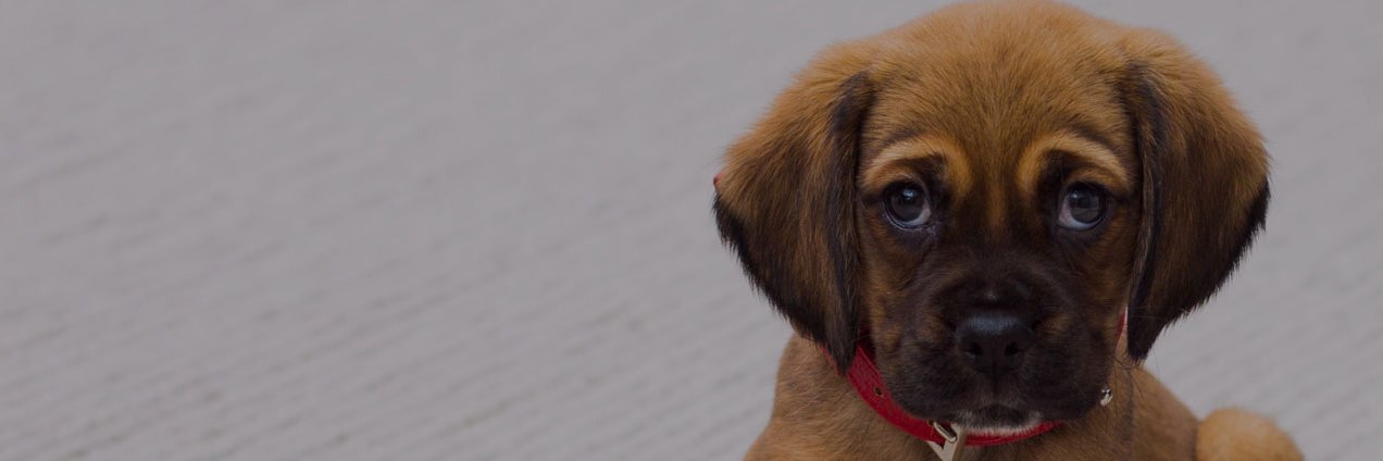 PetsKingdom01's profile banner image