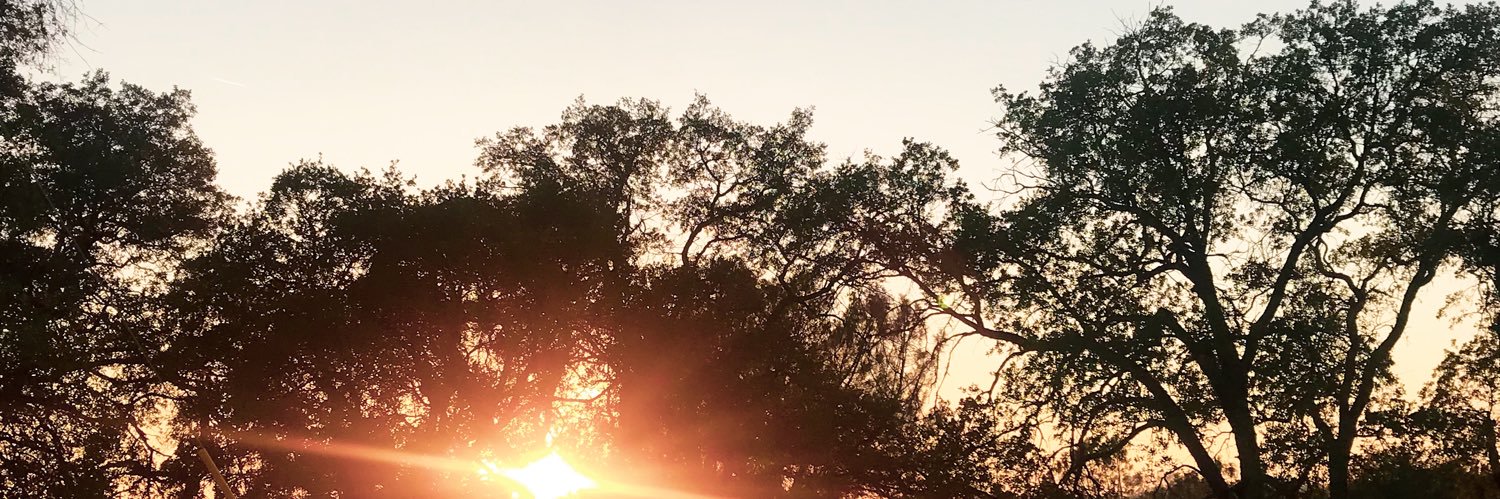 IneRoss's profile banner image