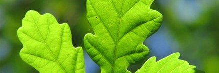 Rauceby09's profile banner image