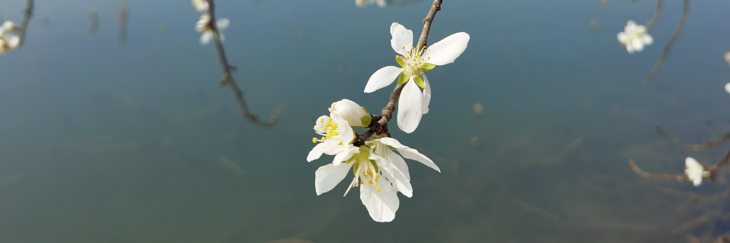 Aileenbud's profile banner image
