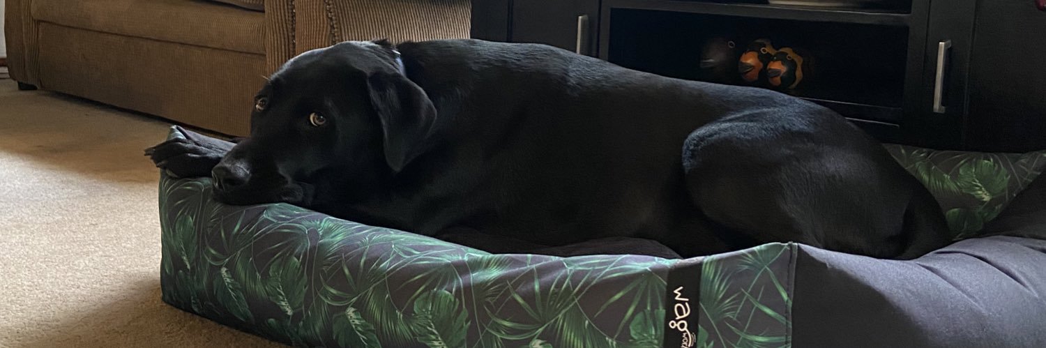 Lache19's profile banner image