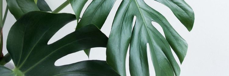 aimeblle's profile banner image