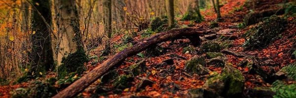 StephHoltNH Profile Banner