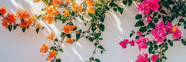 emygrapv's profile banner image