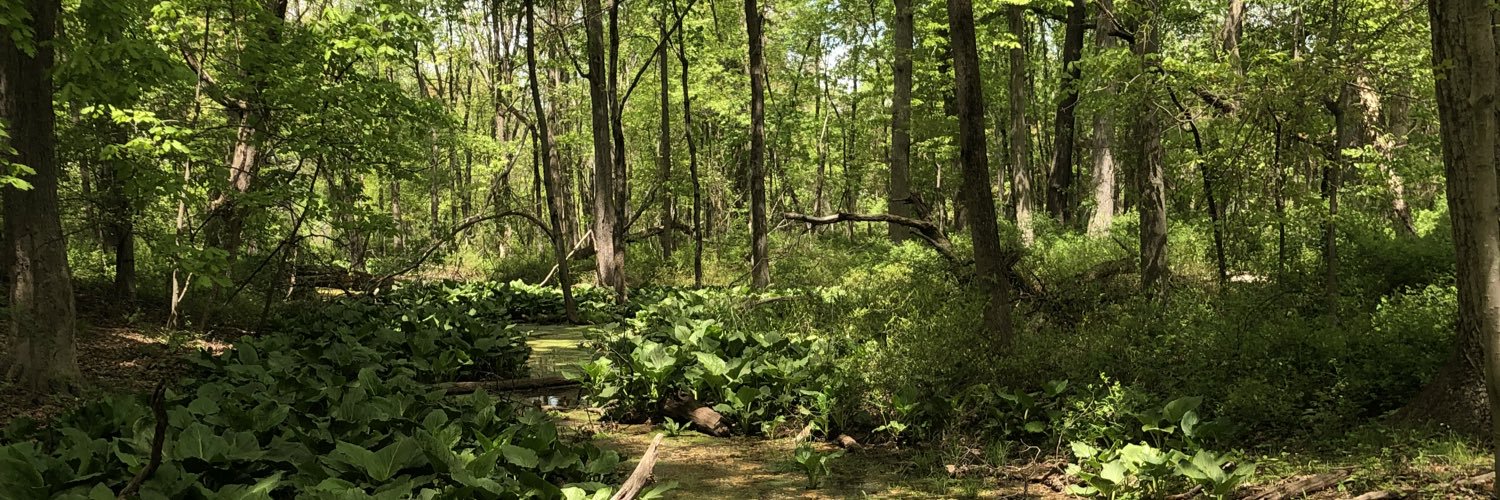 MylaAronson's profile banner image