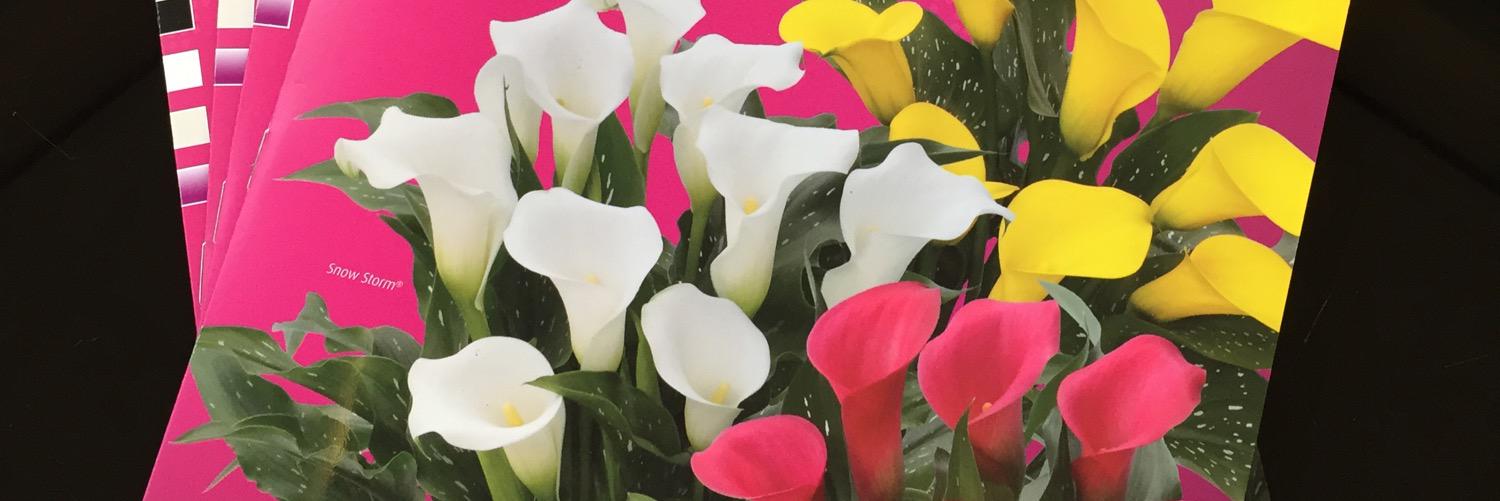 SandeHolland's profile banner image