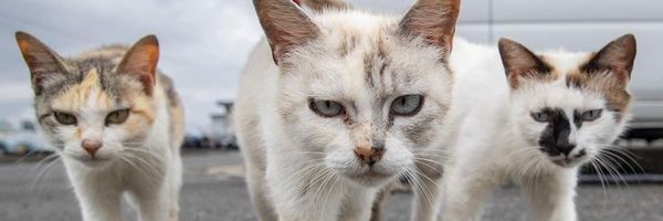 swissthug Profile Banner