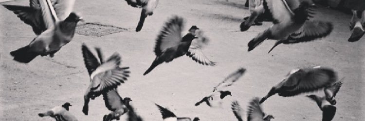 mahaalyouseef's profile banner image