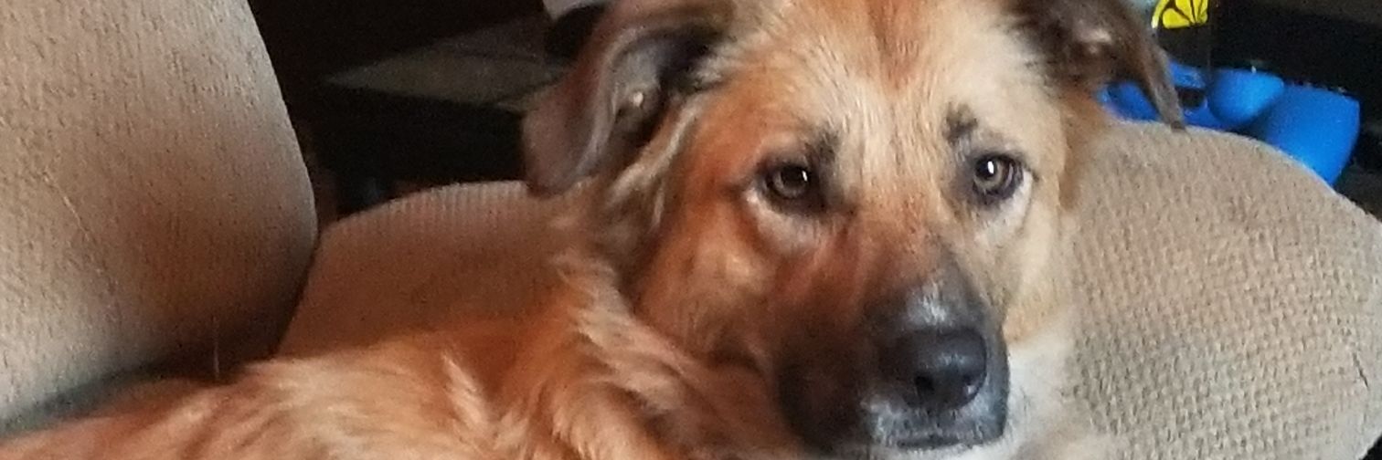 sputzeboy's profile banner image