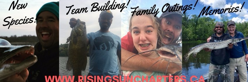 Jamie Pistilli / banner