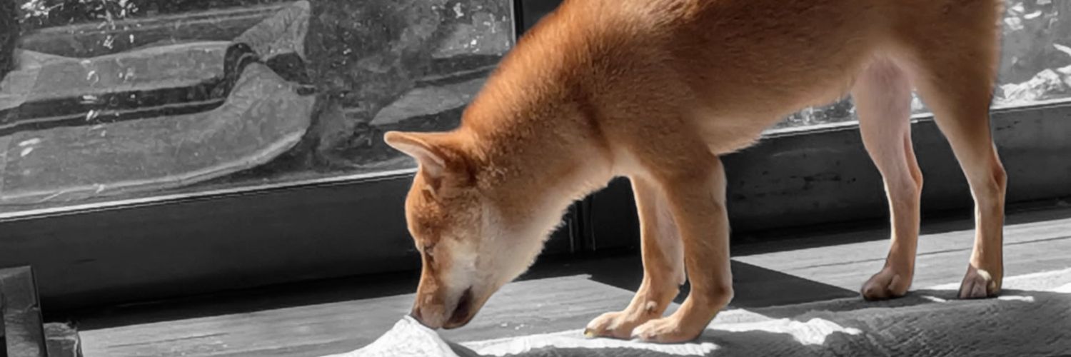 M🐾 banner