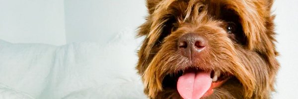 BlueTheDogDad Profile Banner