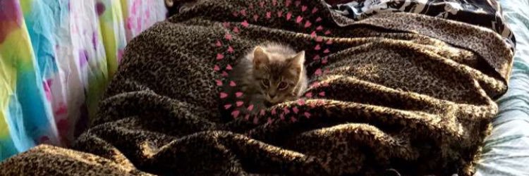 maddiewinkelspe's profile banner image
