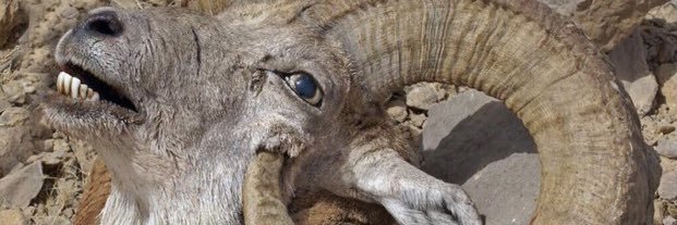 DaraSgh's profile banner image