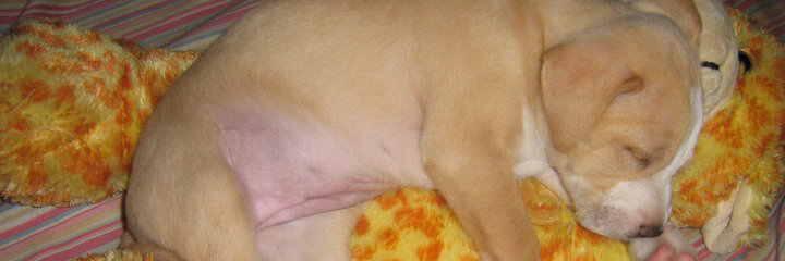 alexa_casti's profile banner image