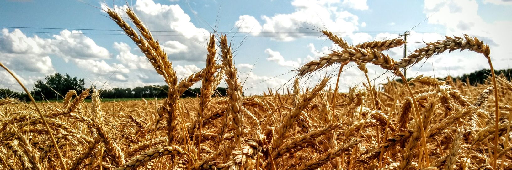 AB Seed Processors banner