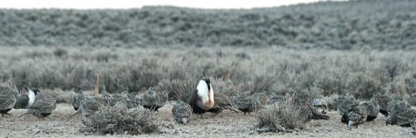 GailPatricelli Profile Banner